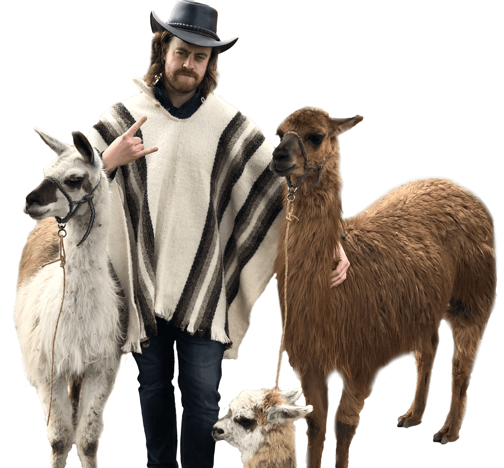 Phill Aelony with his llama friends on the top of Mt. Teleferico outside of Quito, Ecuador. This photo is from January 2020.